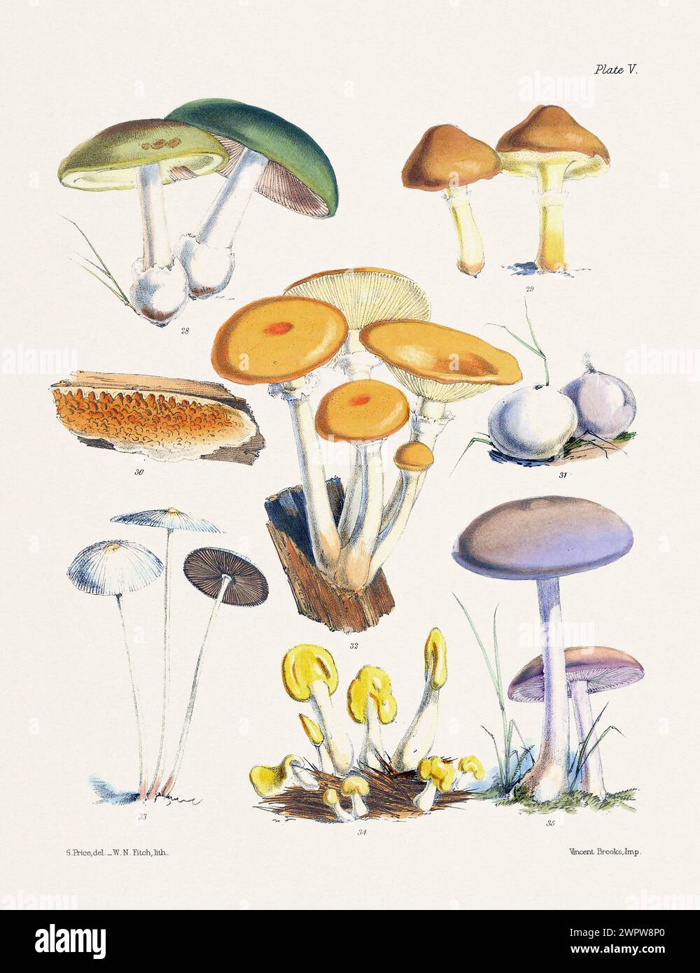 Vintage Pilz Illustration: Botanische Pilze Art. 28. AGARICUS PHALLOIDES. 29. BOLETUS LUTEUS. 30. MERULIUS LACHRYMANS. 31. BOVISTA PLUMBEA. 32. AGA Stockfoto