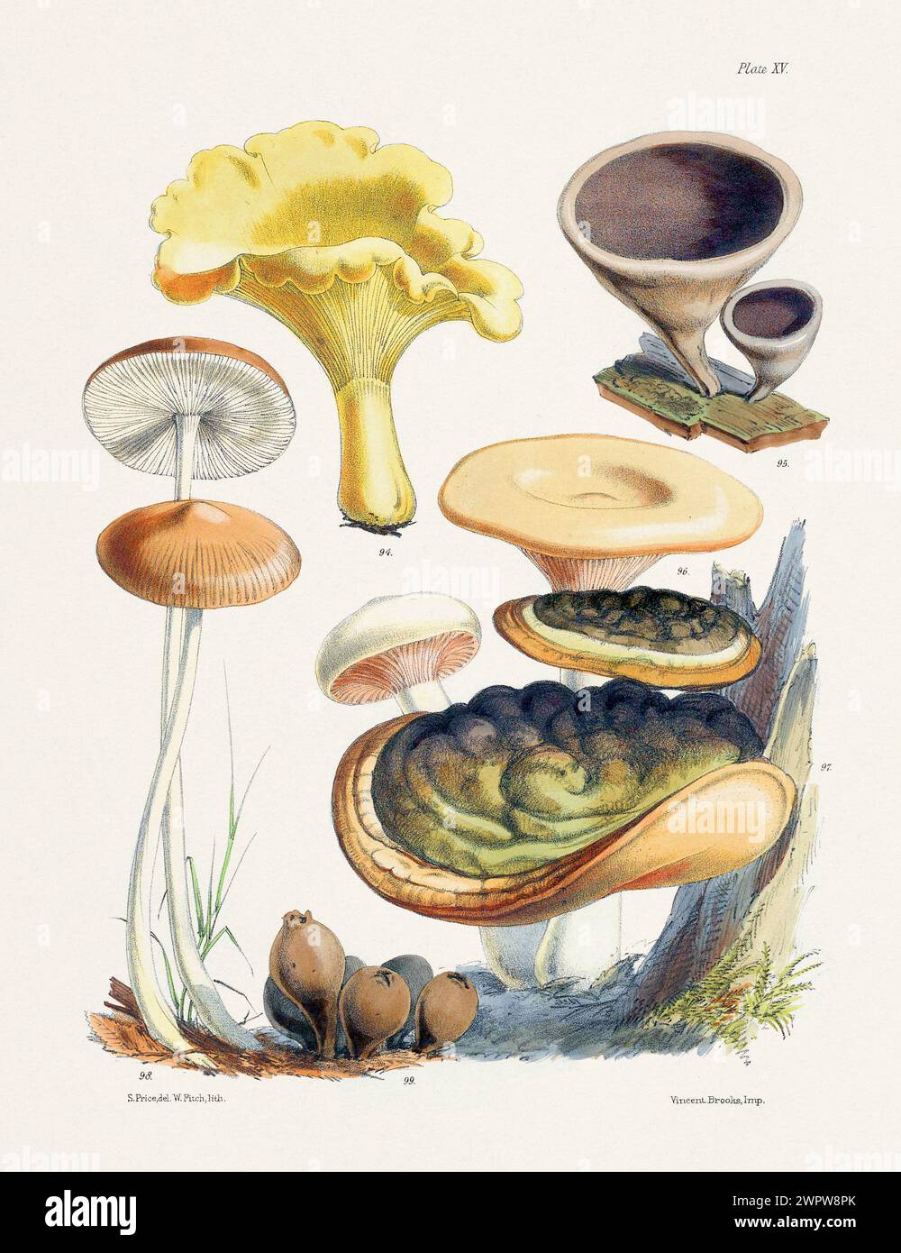 Vintage Pilz Illustration: Botanische Pilze Art. 94. CANTHARELLUS CIBARIUS. 95. HIRNEOLA AURICULA 96. AGARICUS GEOTRUPUS. 97. POLYPORUS ULMARIUS. 9 Stockfoto