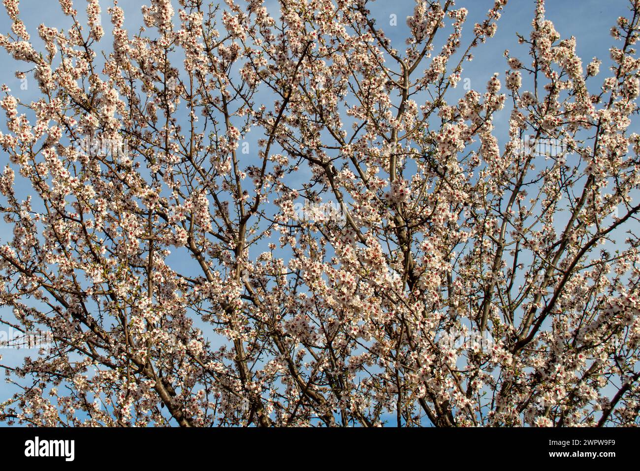 Weiße Blumen der Saison. Mandelblüten im Februar Stockfoto