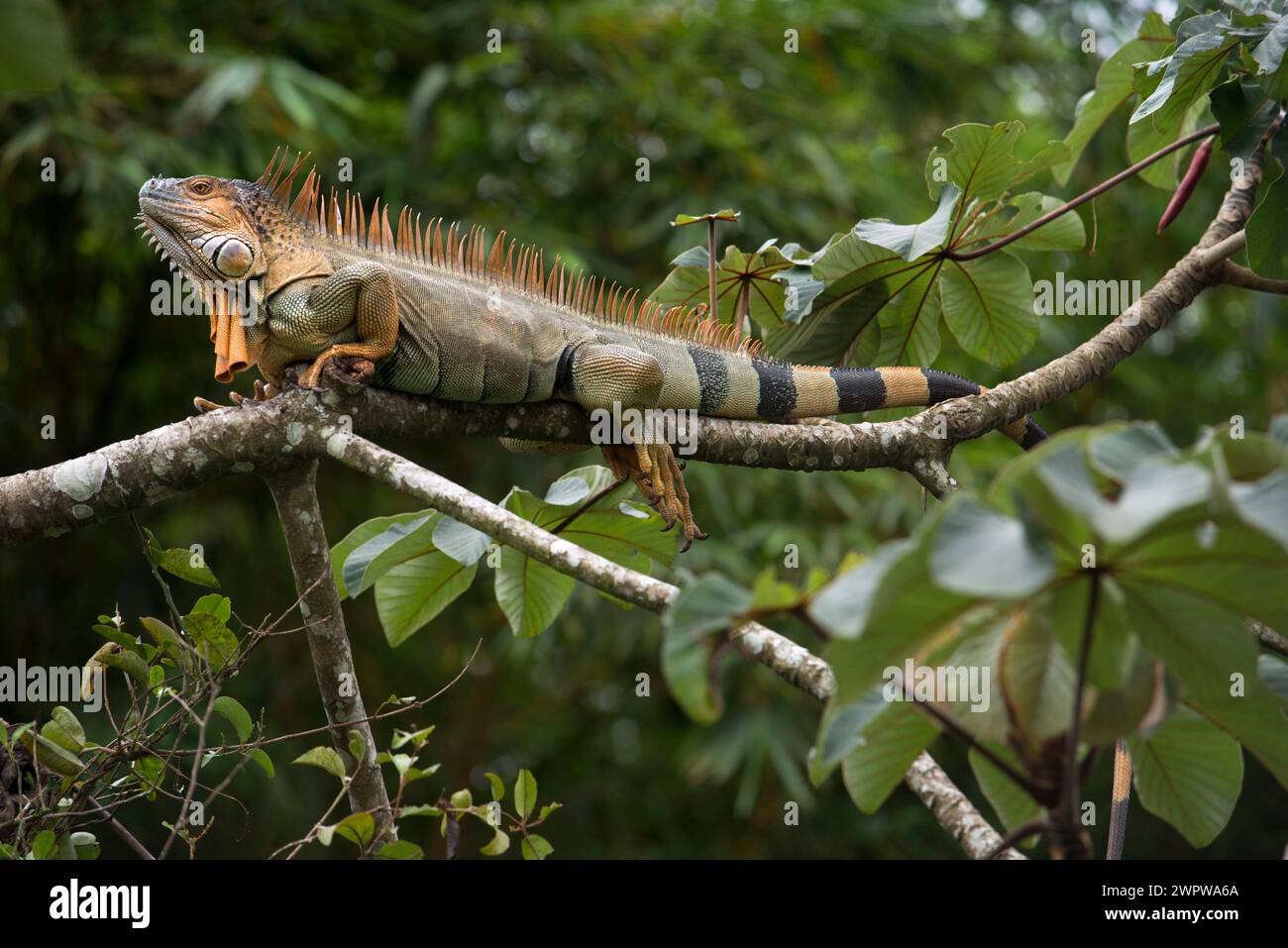 Grüner Iguana, Iguana Leguana, in Costa Rica. Der grüne Leguan oder gewöhnliche Leguan ist eine große, arboreal pflanzenfressende Eidechsenart der Gattung Iguana n Stockfoto