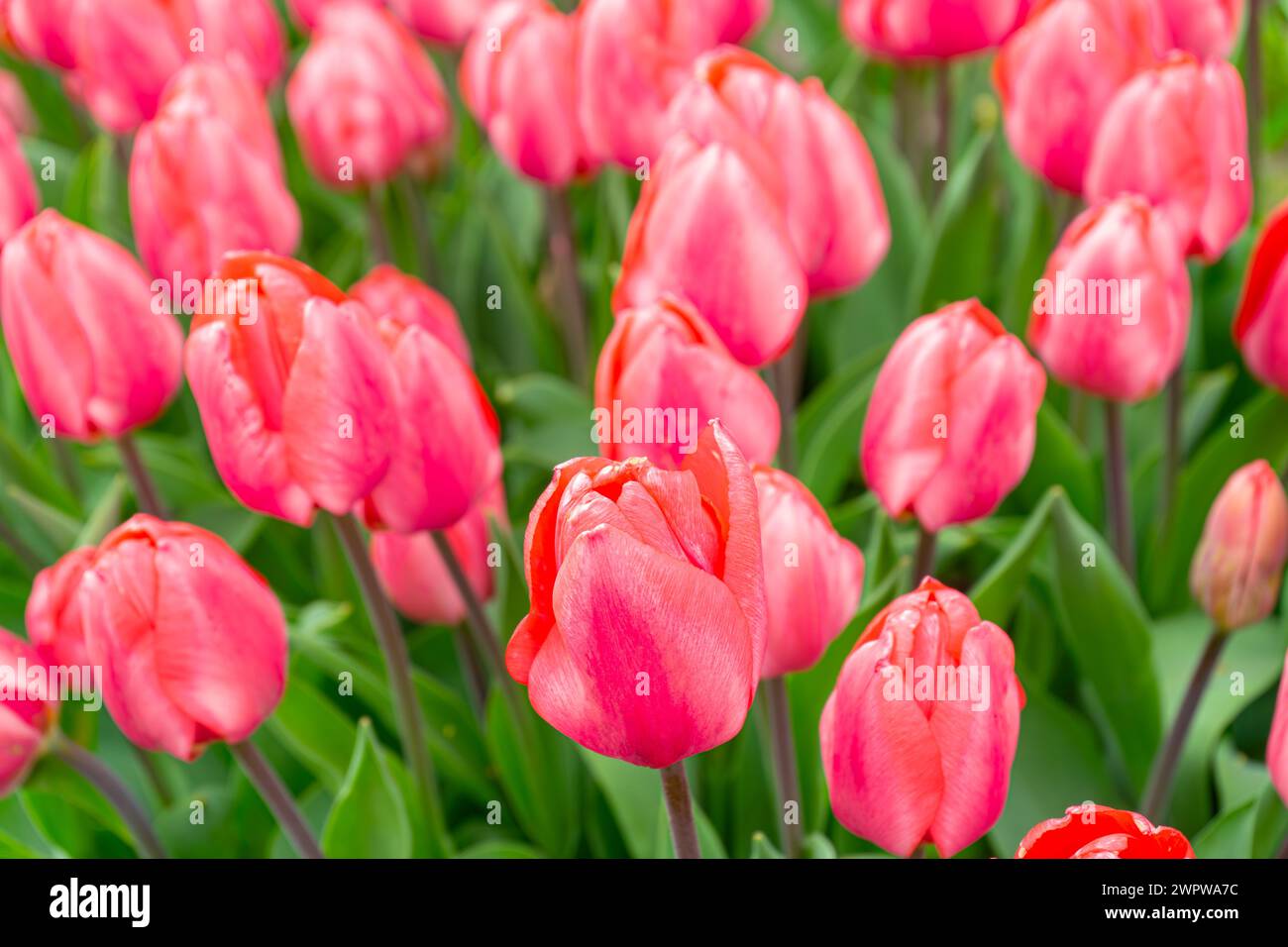 Rosafarbene Tulpenblüten mit grünen Blättern, die auf einer Wiese, einem Park, einem Blumenbeet im Freien blühen. Welttag Der Tulpe. Tulpenfeld, Natur, Frühling, floraler Hintergrund. Stockfoto