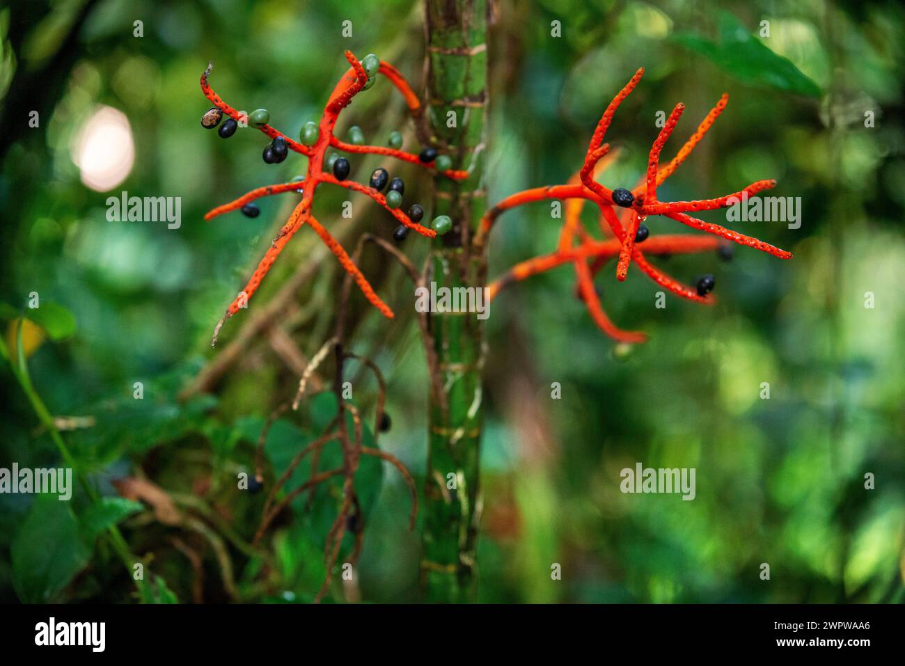 Epiphytenarten, die auf einem Baum im Arenal Volcano Nationalpark in der Nähe von La Fortuna, San Carlos, Costa Rica wachsen Stockfoto