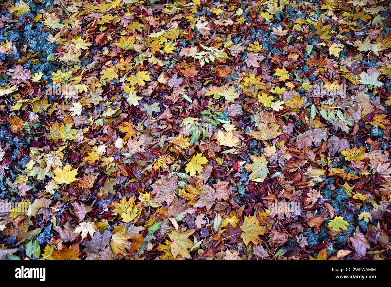 Die gefallenen Blätter der Herbstsaison Stockfoto