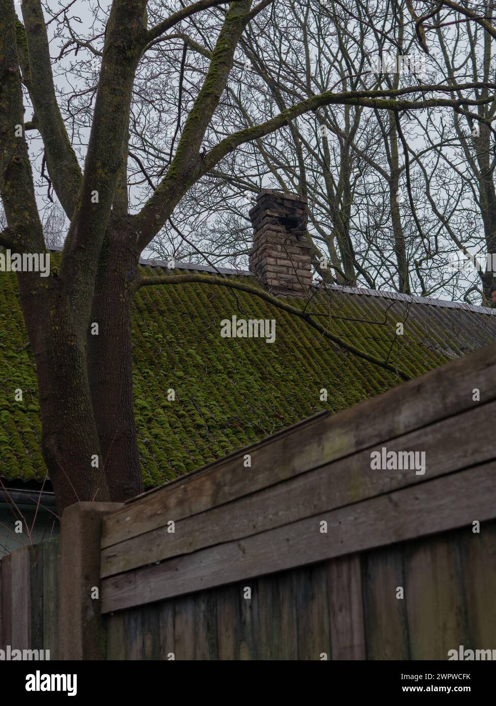 Grünes Moos auf dem verlassenen Hausdach Stockfoto