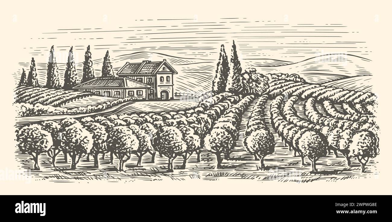 Reihen von Weinbergen und Weingut Bauernhof. Hand gezeichnete Landschaft Weinpflanzung Skizze Vektor Illustration Stock Vektor