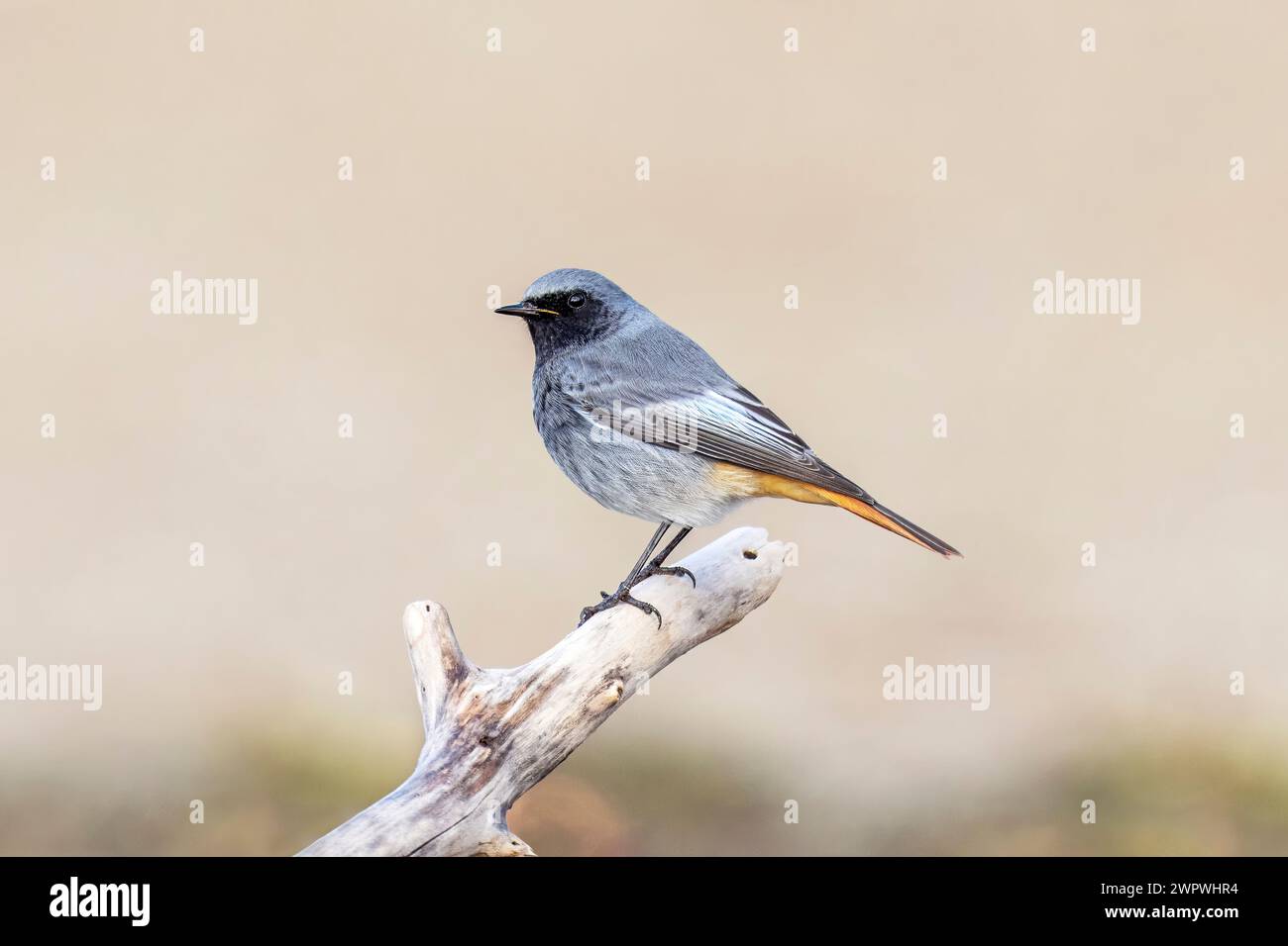 Black Redstart, Phoenicurus Ochruros, Grado, Nordost-Italien Stockfoto