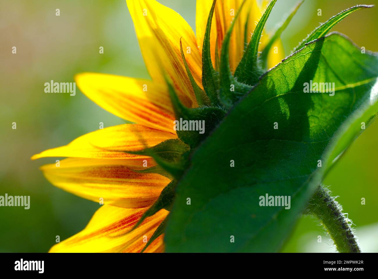 Rückseite einer Sonnenblume Stockfoto