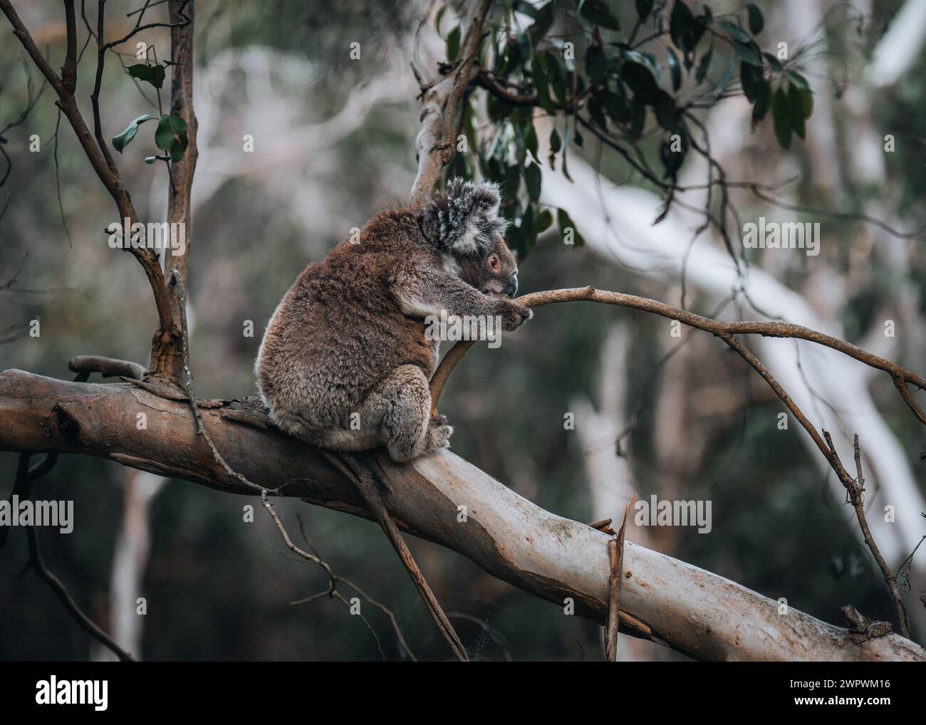 Koala in freier Wildbahn mit Kaugummi an der Great Ocean Road, Australien. Irgendwo in der Nähe des Kennet River. Victoria, Australien. Stockfoto