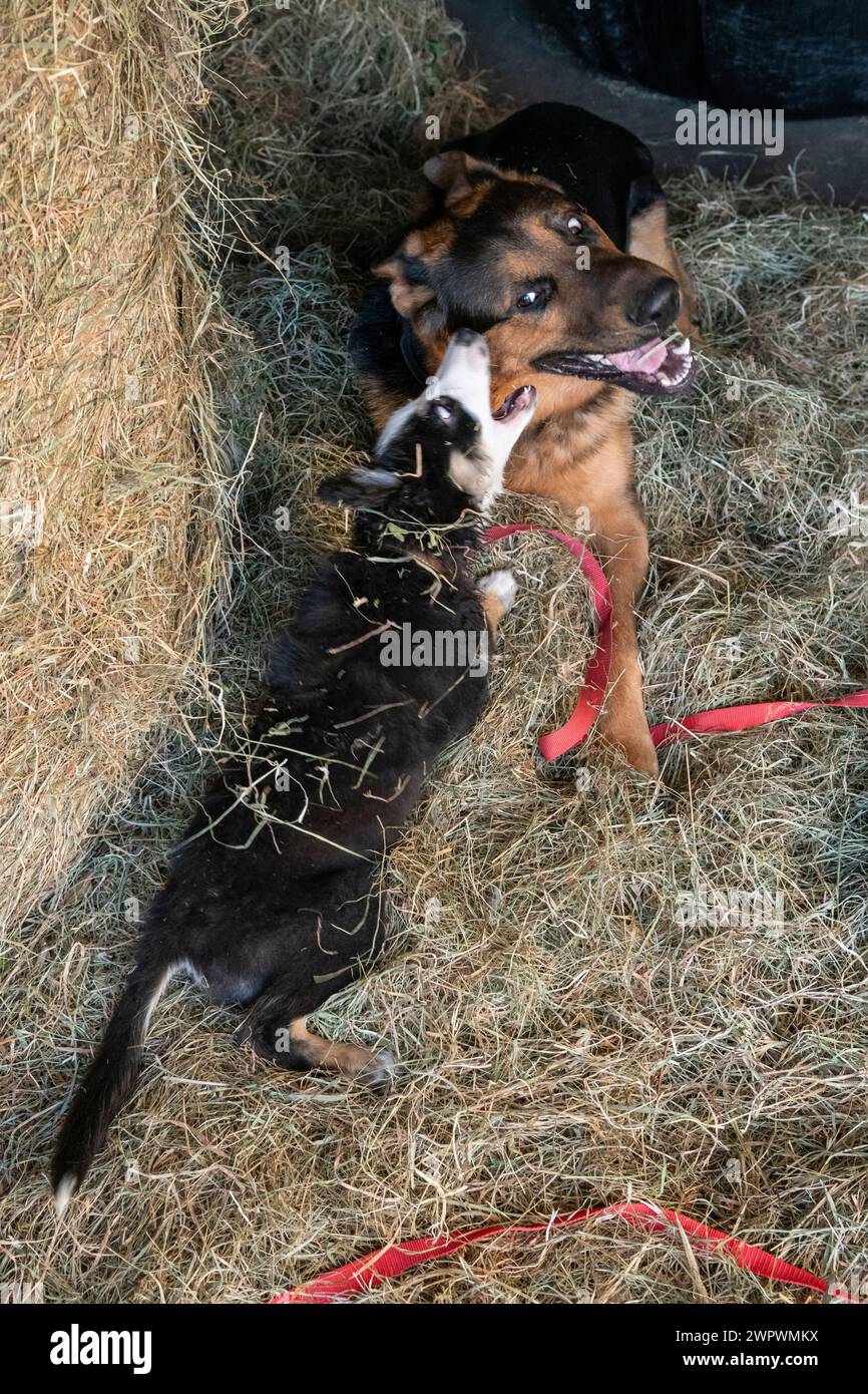 Kleiner Border Collie Welpe spielt mit einem großen Schäferhund neben einem Heuballen in einem Stallhof Stockfoto