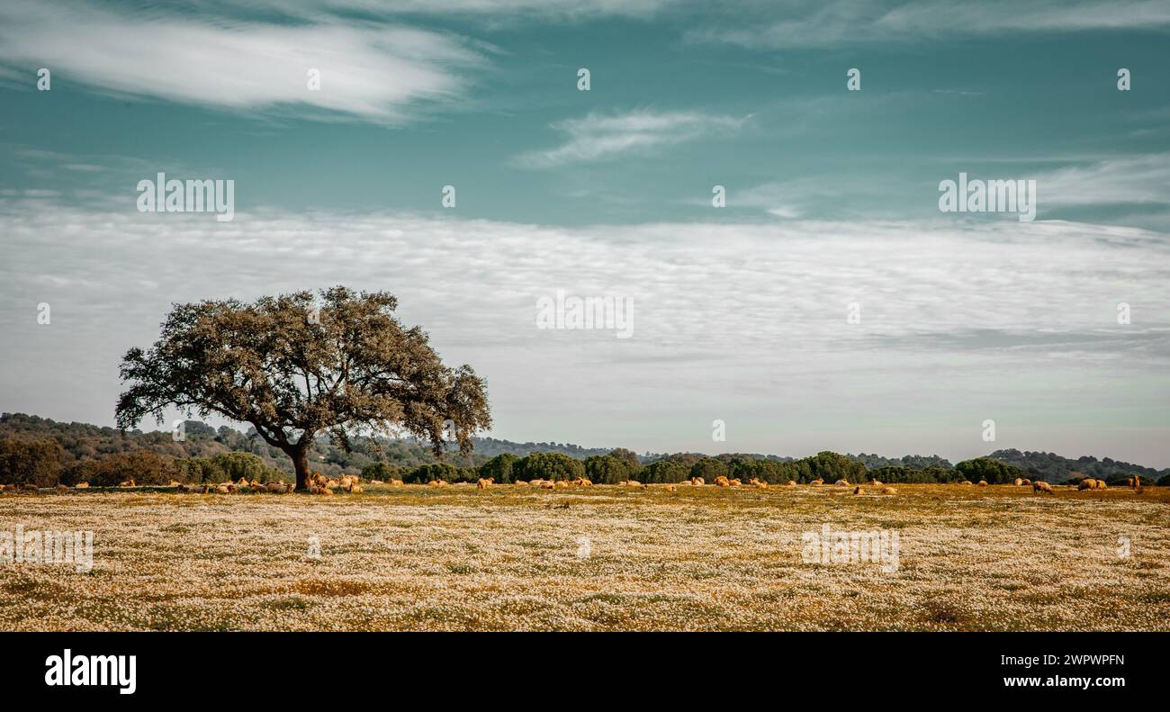 Typische Landschaft in Alentejo mit Tierherden und Blumenwiesen Stockfoto