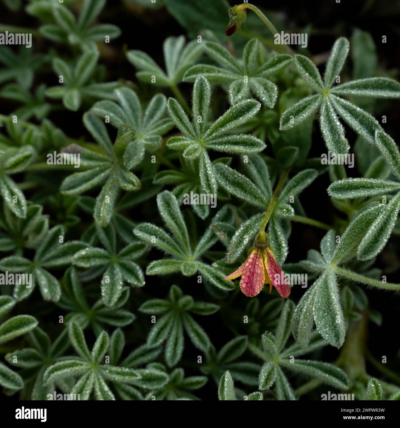 Kleine rote Blume wächst durch die tau bedeckten Lupine Blätter in Yosemite Stockfoto