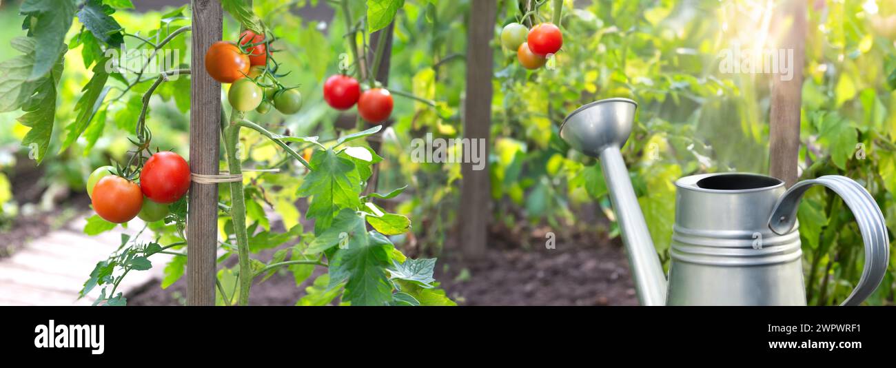 Nahaufnahme von roten Tomaten, die in einem Gemüsegarten Reifen, der an einem Vormund in grünem Laub und Stahlkanne befestigt ist Stockfoto