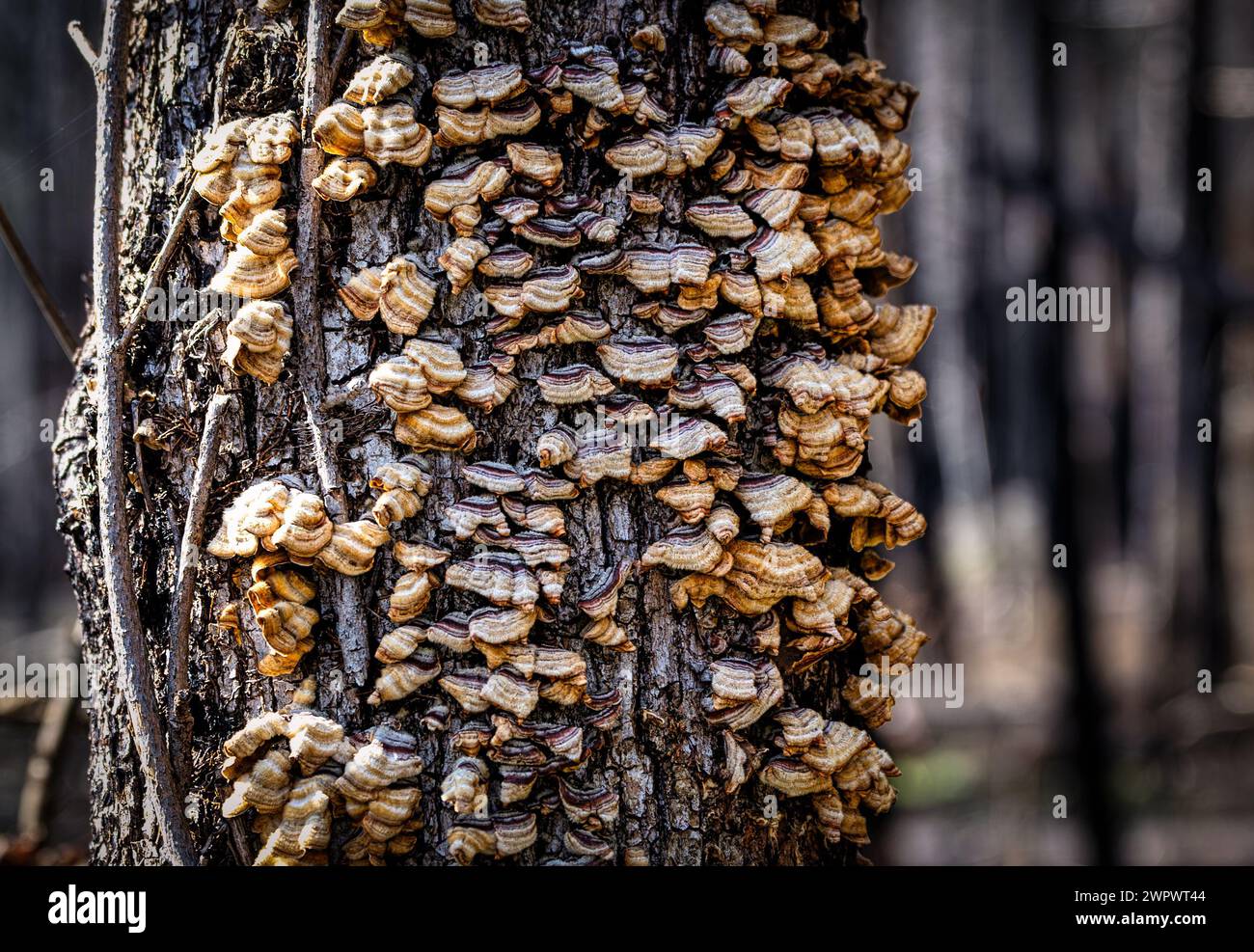 Ein Baum, der nach Waldbränden mit Pilzen infiziert ist Stockfoto