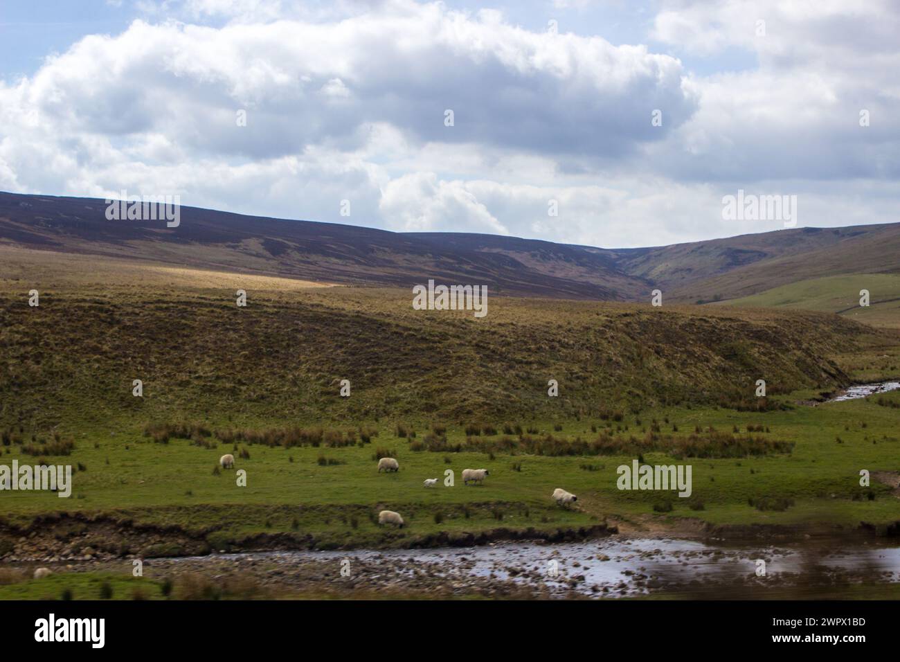 Malerische Pastoralszene der südschottischen Landschaft mit ein paar Schafen an einem Flussufer. Stockfoto
