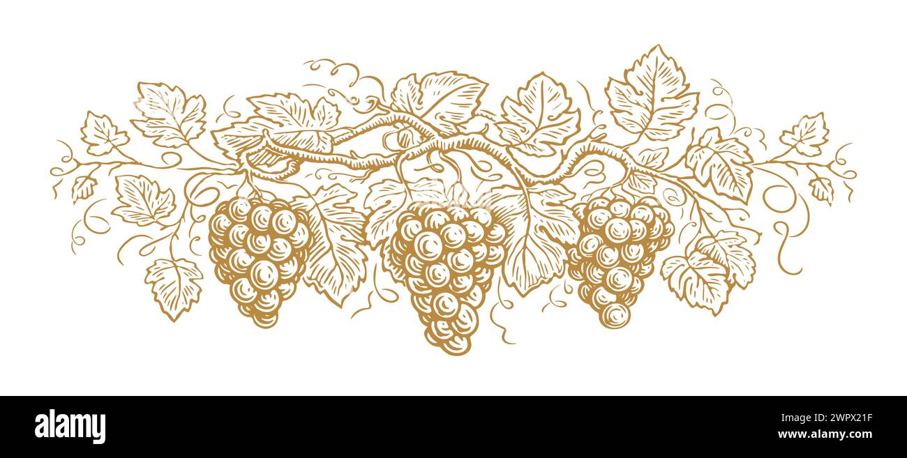 Handgezeichnete Trauben und Blätter. Skizze der Illustration des Weinbauvektors isoliert auf weißem Hintergrund Stock Vektor