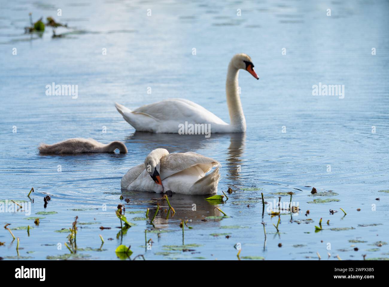 Schwanenfamilie auf einem Teich - Mutter und Vater schwimmen mit ihrem Schwan. Konzentrieren Sie sich auf einen Stift. Stockfoto