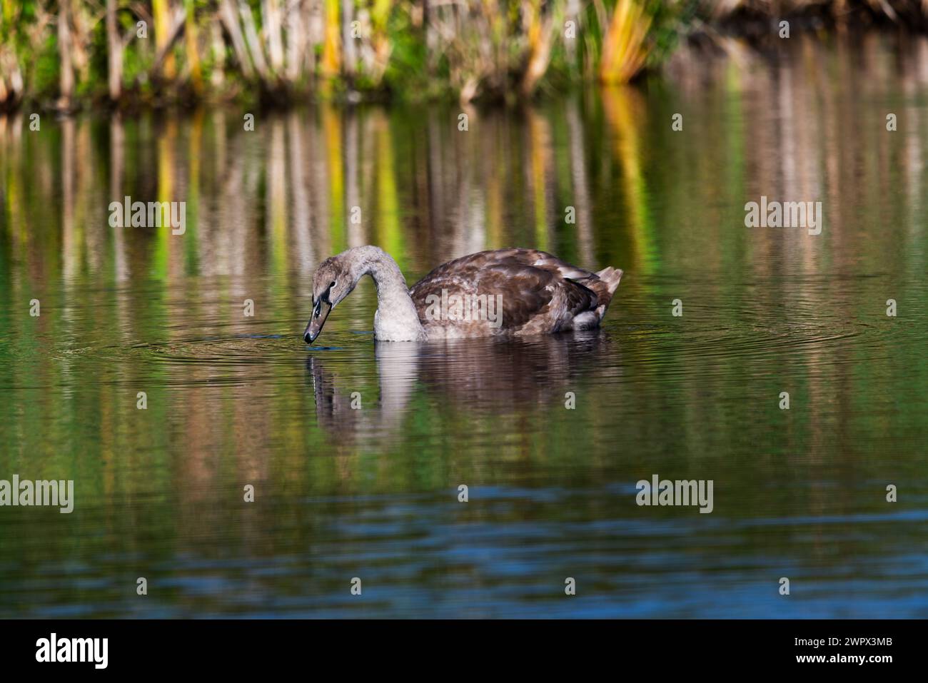 Einzelnes cygnet, das am sonnigen Tag um den wilden See schwingt und sich ernährt – Nahaufnahme aus großer Entfernung Stockfoto