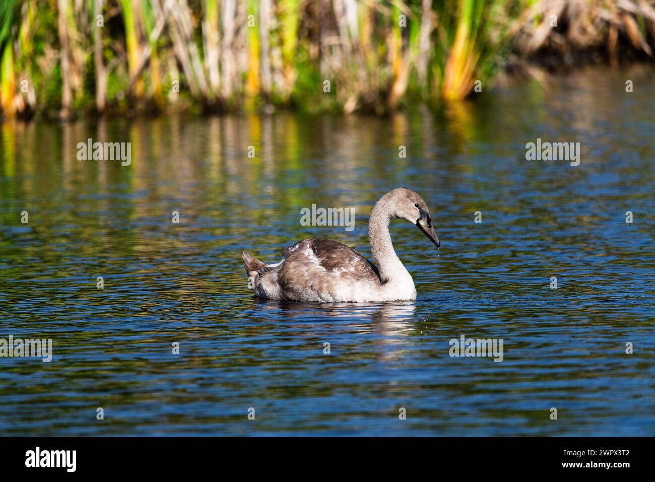 Einzelnes cygnet, das am sonnigen Tag um den wilden See schwingt und sich ernährt – Nahaufnahme aus großer Entfernung Stockfoto