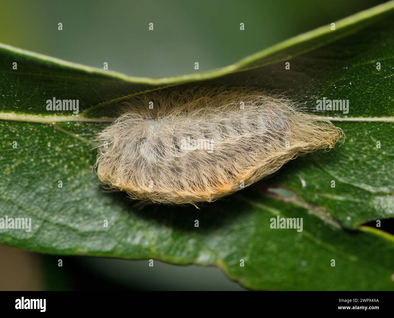 Südflanell Moth caterpillar (Megalopyge opercularis) Seitenansicht auf einem Blatt. Gefährliche Insektenarten in den USA. Stockfoto