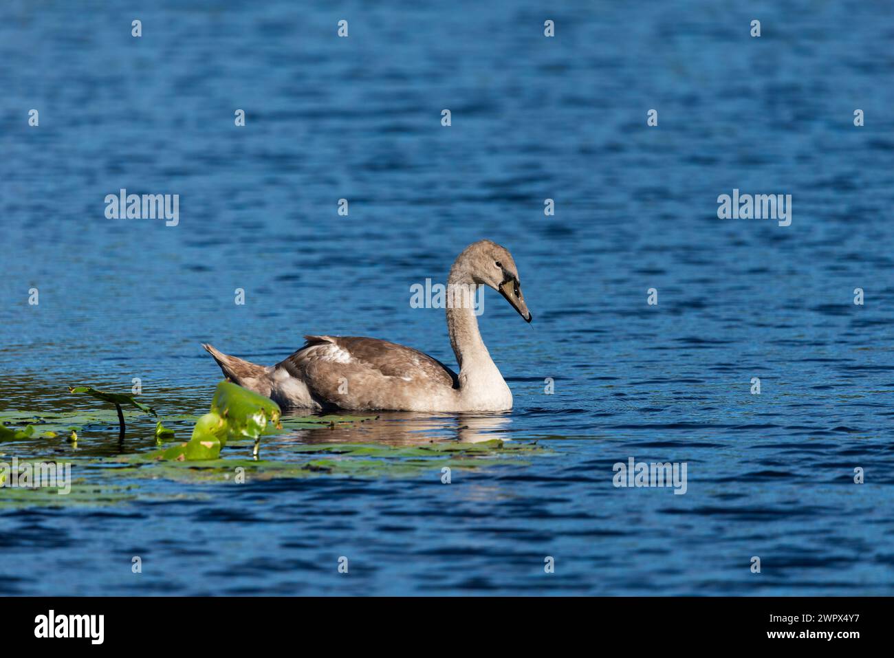 einsames cygnet, das im dunkelblauen Wasser des wilden Sees schwingt und füttert - Closup-Aufnahme mit Telezoom-Objektiv Stockfoto