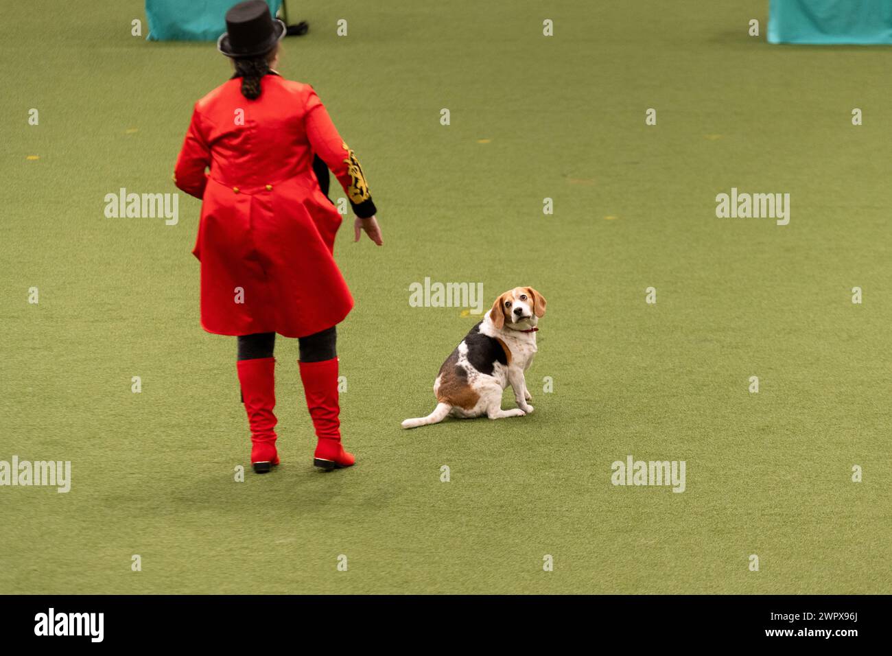 CRUFTS 2024 MAIN ARENA INTERNATIONAL FREESTYLE HEELWORK ZUM MUSIKFINALE GENTING ARENA Stockfoto