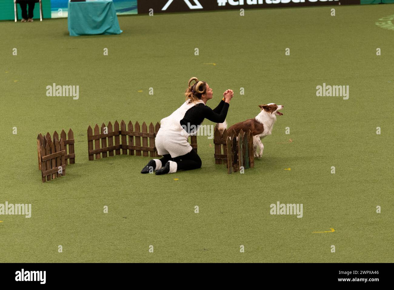 CRUFTS 2024 MAIN ARENA INTERNATIONAL FREESTYLE HEELWORK ZUM MUSIKFINALE GENTING ARENA Stockfoto