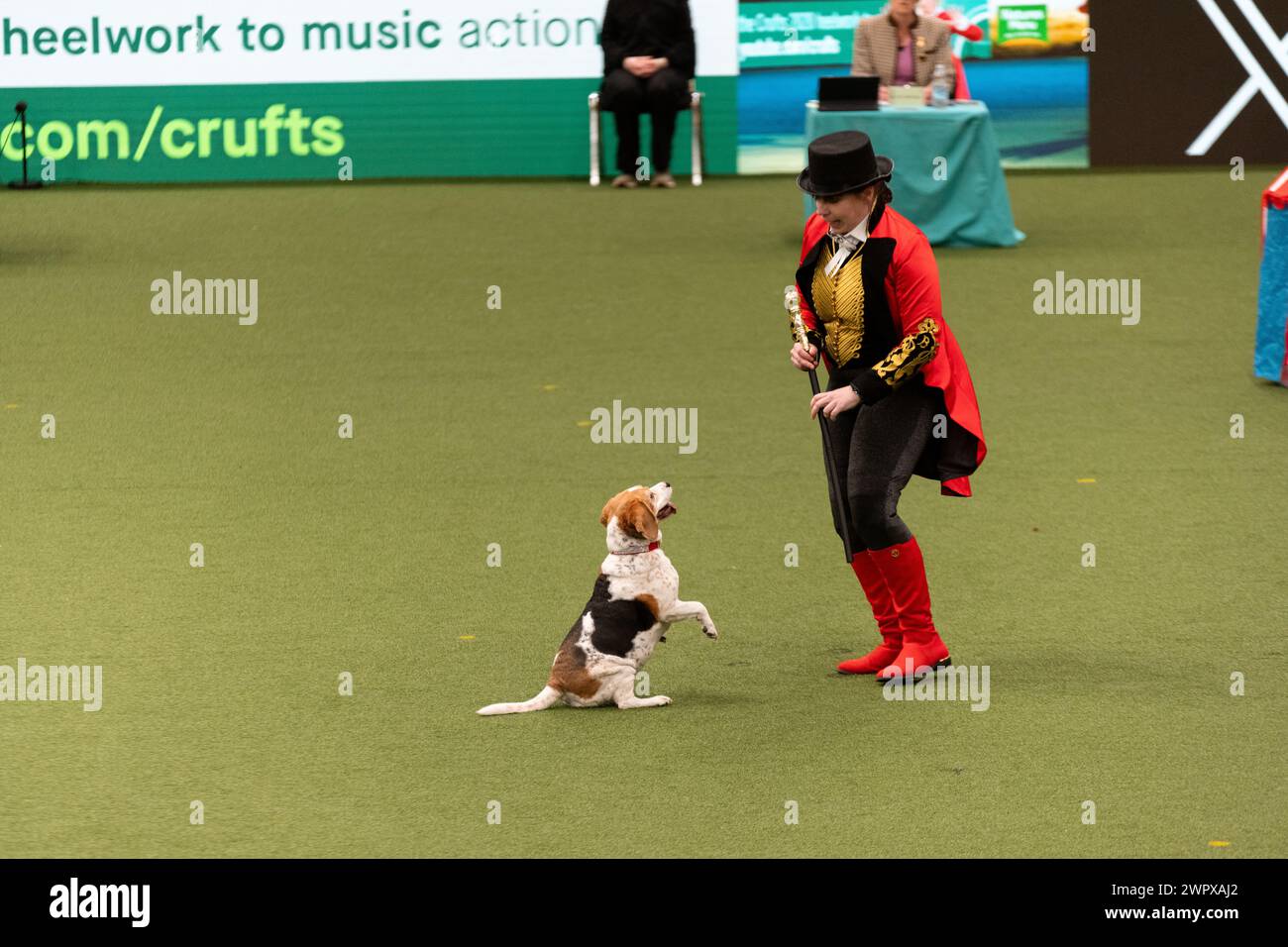 CRUFTS 2024 MAIN ARENA INTERNATIONAL FREESTYLE HEELWORK ZUM MUSIKFINALE GENTING ARENA Stockfoto