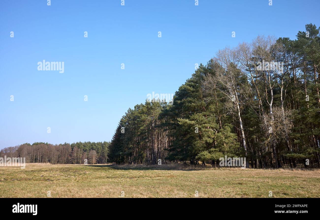 Foto eines Waldes vor dem blauen Himmel. Stockfoto