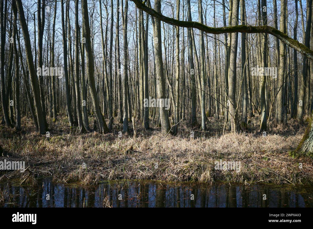 Foto von einem sumpfigen Gebiet im Wald. Stockfoto