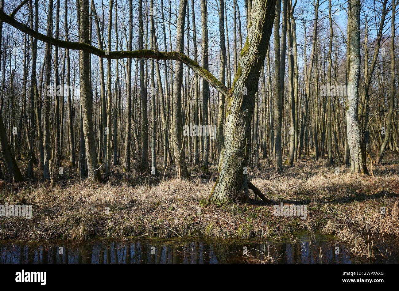 Foto von einem sumpfigen Gebiet im Wald. Stockfoto