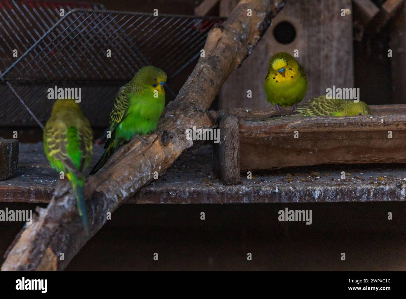 Wunderschöne große Herde von kleinen und bunten Papageien, die auf Holzzweigen in einem großen Käfig auf einer kleinen Farm sitzen Stockfoto