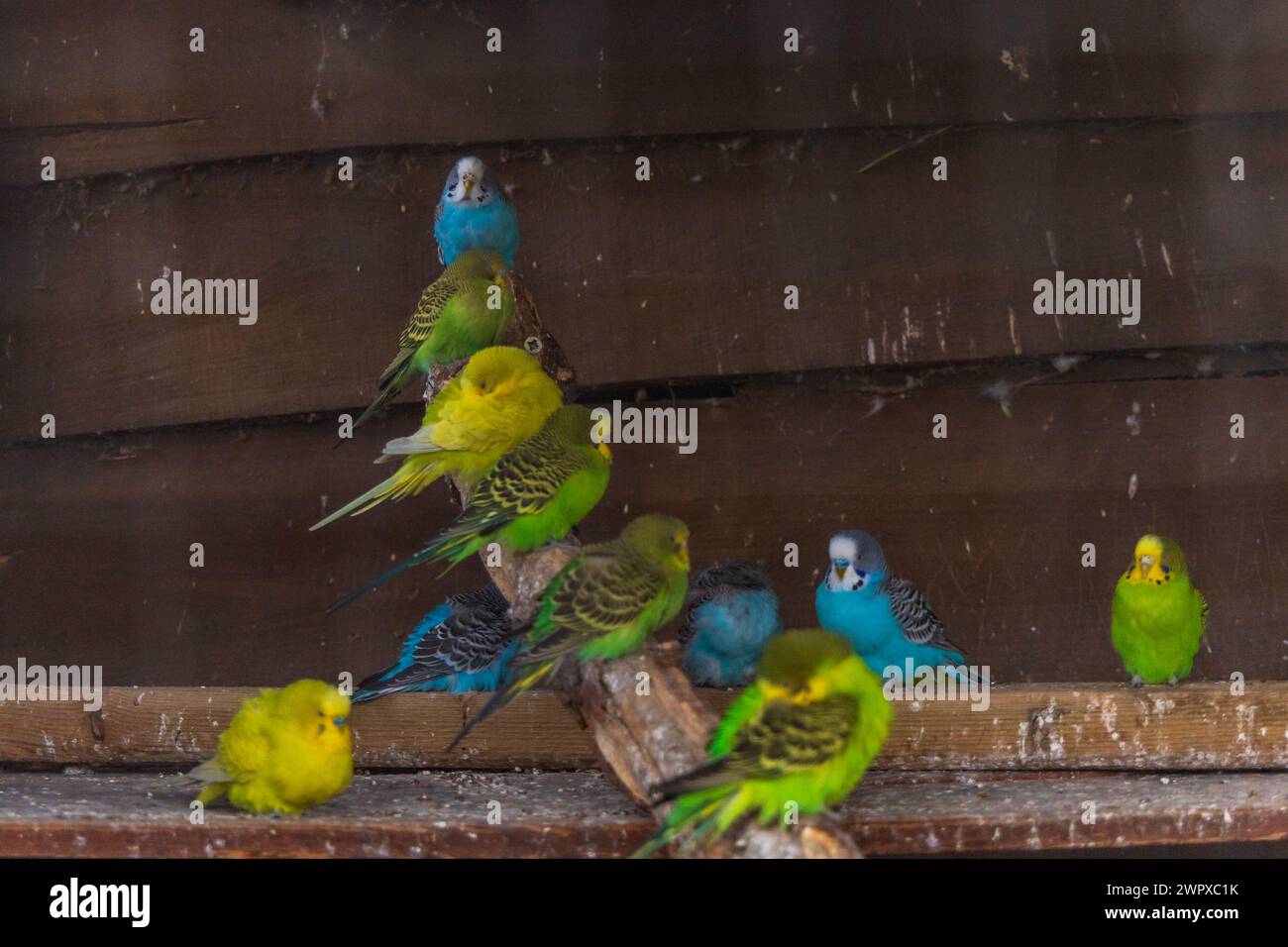 Wunderschöne große Herde von kleinen und bunten Papageien, die auf Holzzweigen in einem großen Käfig auf einer kleinen Farm sitzen Stockfoto