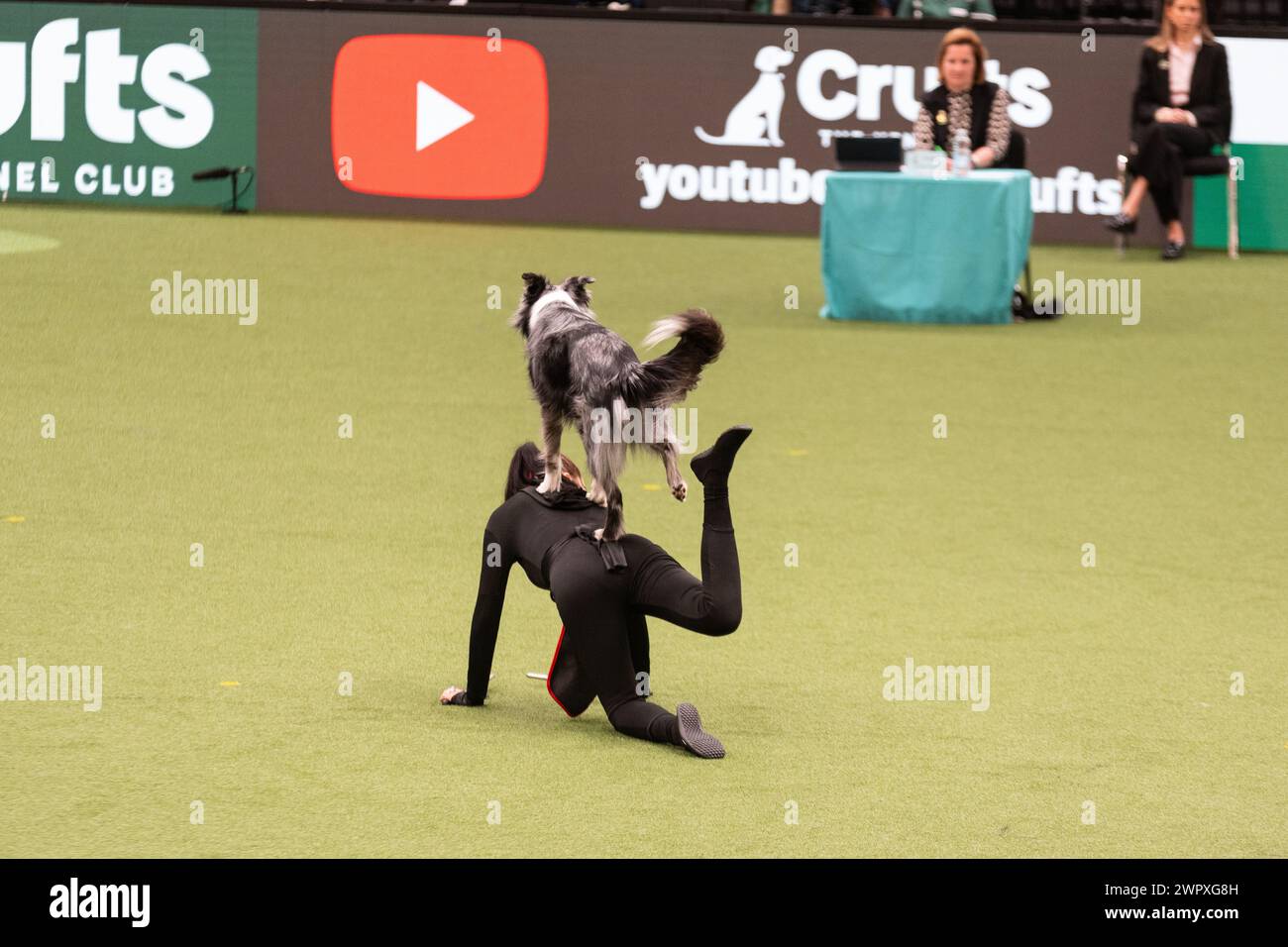 Birmingham Großbritannien. März 2024. Crufts 2024 Internatonal Freestyle Heelwork to Music Genting Arena, Main Arena Credit: victoria elsmore/Alamy Live News Stockfoto