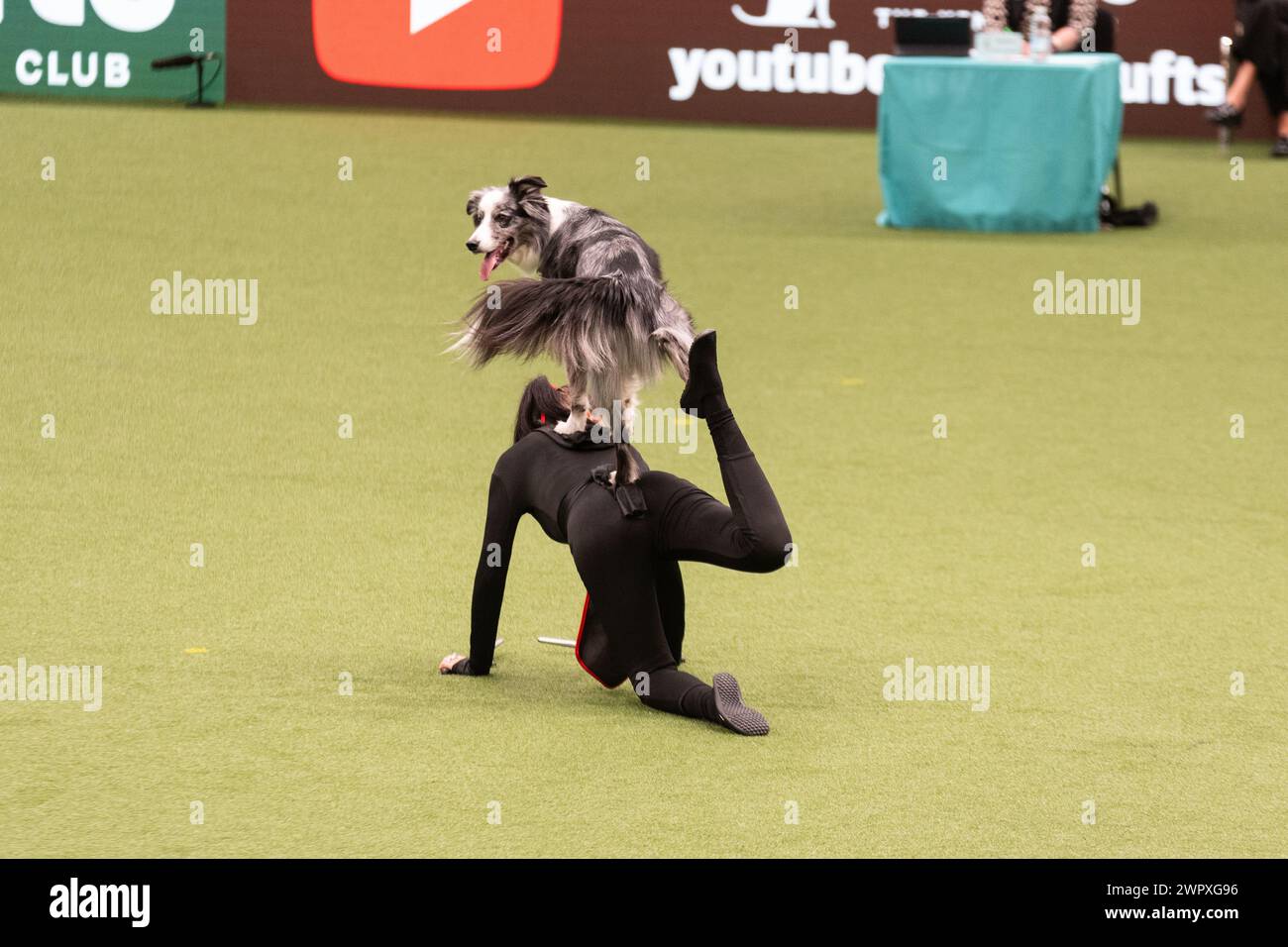 Birmingham Großbritannien. März 2024. Crufts 2024 Internatonal Freestyle Heelwork to Music Genting Arena, Main Arena Credit: victoria elsmore/Alamy Live News Stockfoto