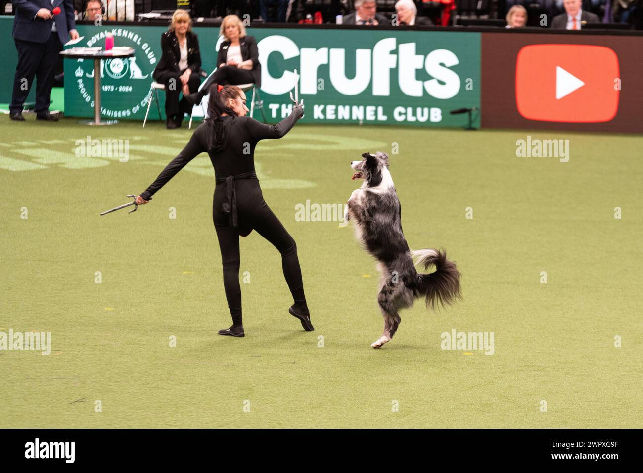 Birmingham Großbritannien. März 2024. Crufts 2024 Internatonal Freestyle Heelwork to Music Genting Arena, Main Arena Credit: victoria elsmore/Alamy Live News Stockfoto