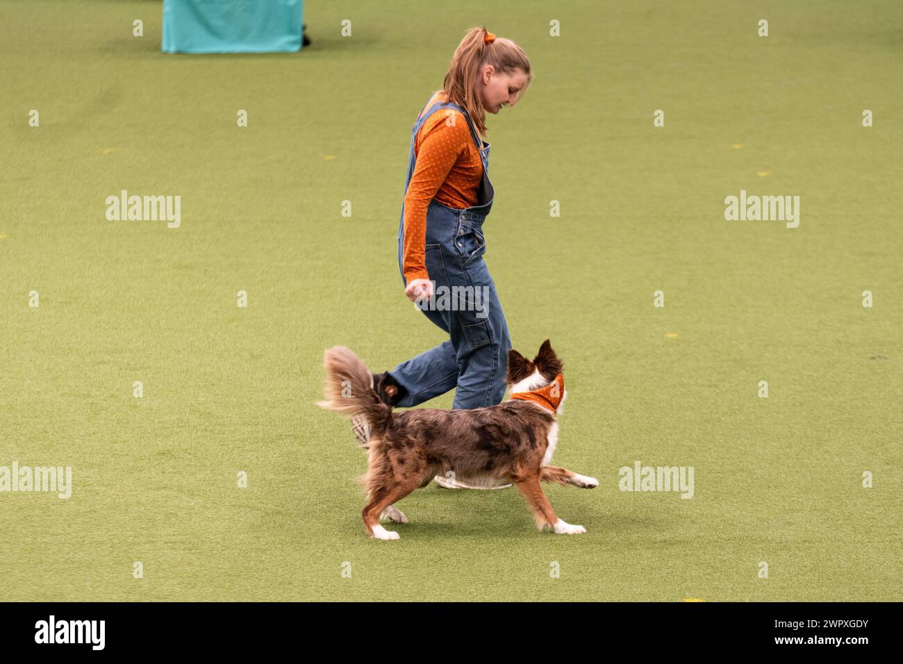 Birmingham Großbritannien. März 2024. Crufts 2024 Internatonal Freestyle Heelwork to Music Genting Arena, Main Arena Credit: victoria elsmore/Alamy Live News Stockfoto