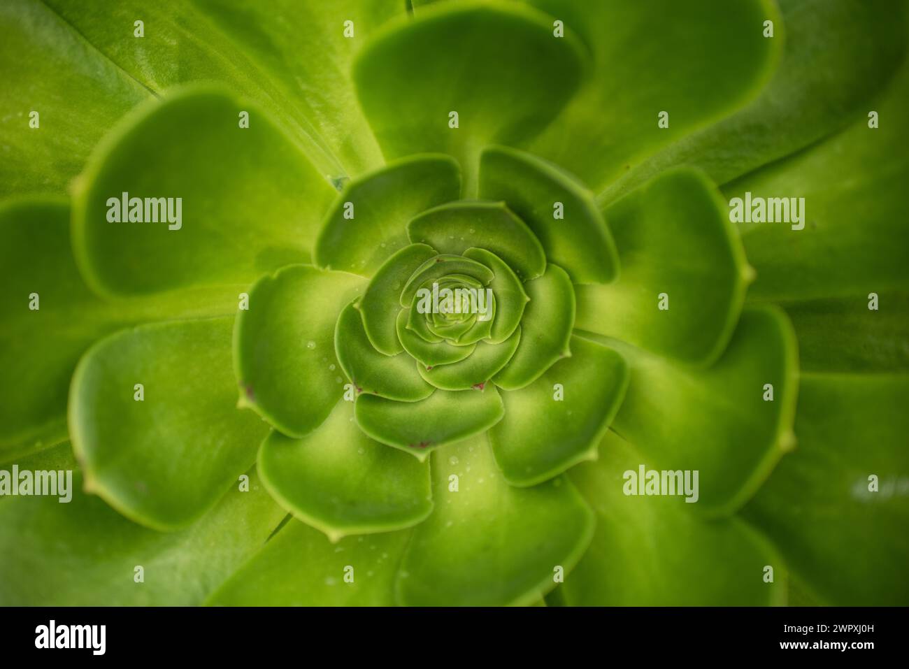 Grüne Platten Aeonium Sukkulent in Monterey, Kalifornien Stockfoto