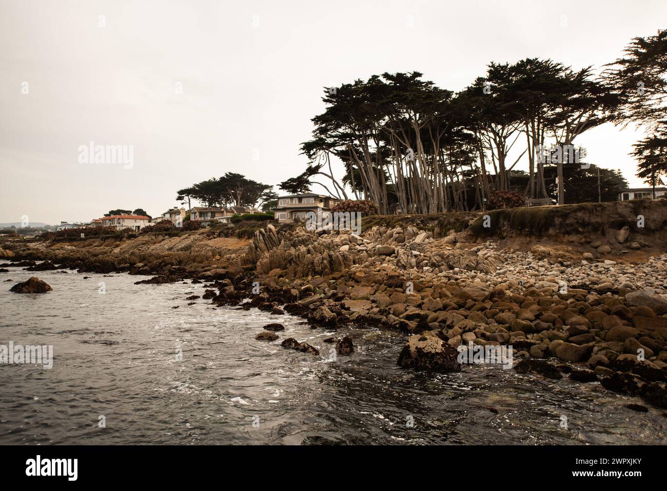 Häuser und reife Monterey-Zypressen im Esplanade Park am Oceanview Blvd in Pacific Grove, Kalifornien Stockfoto