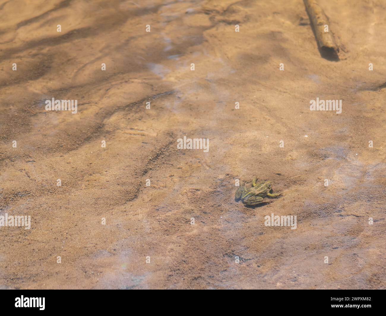 Frosch verbringt seine Zeit im Wasser, selektive Fokussierung. Kröte ist im Teich, Kopierraum. Konzept der Verkleidung, Maskierung, Tarnung Stockfoto