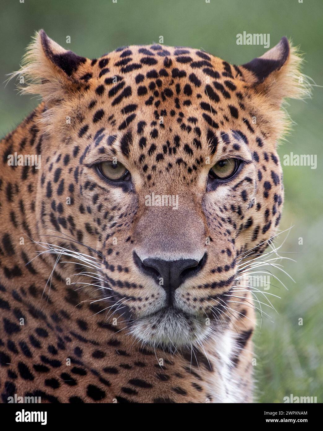 Männlicher Sri-lankischer Leopard, der in Richtung Kamera schaut Stockfoto