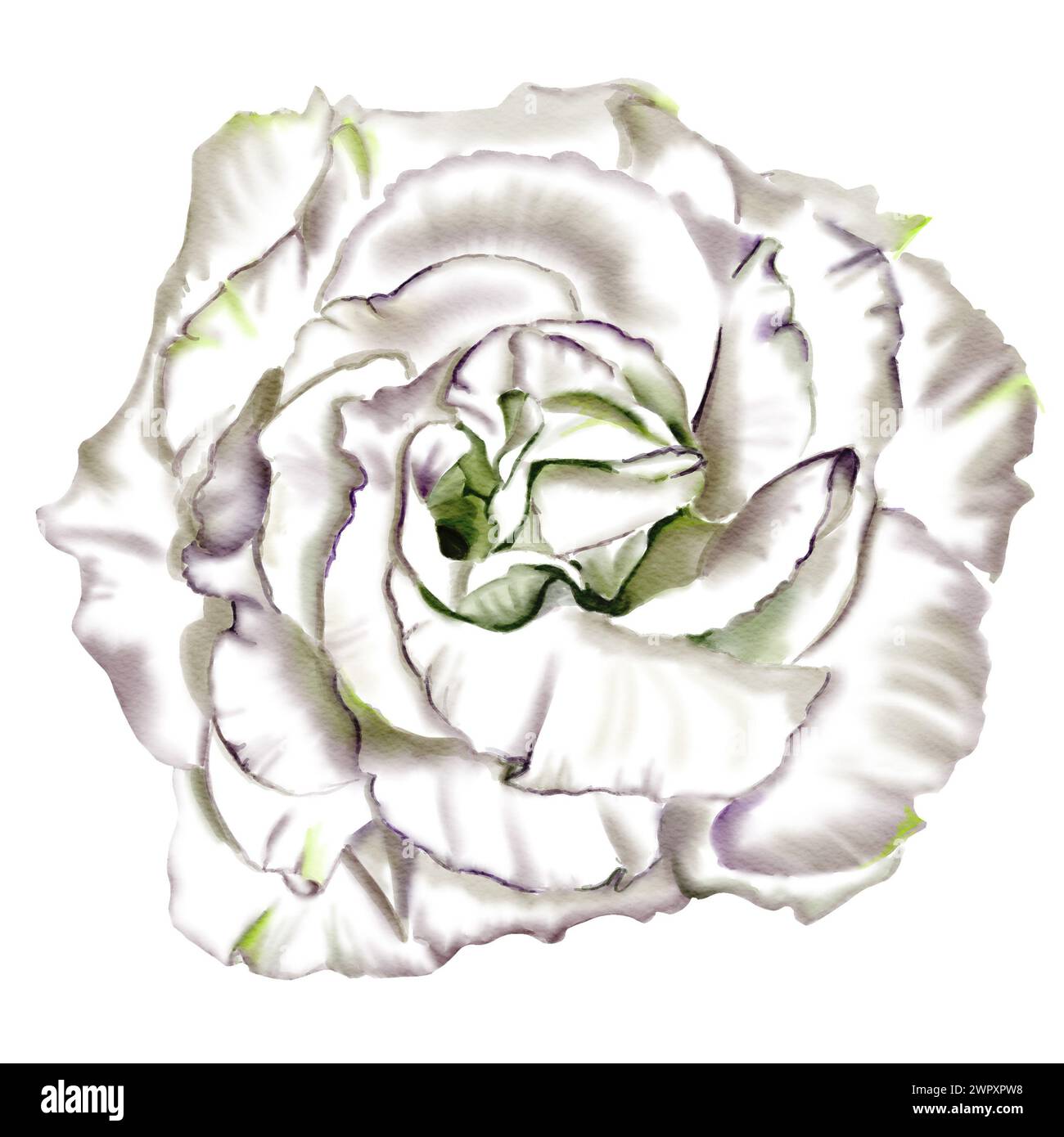 Große weiße Blüte. Rose oder Eustoma. Stockfoto