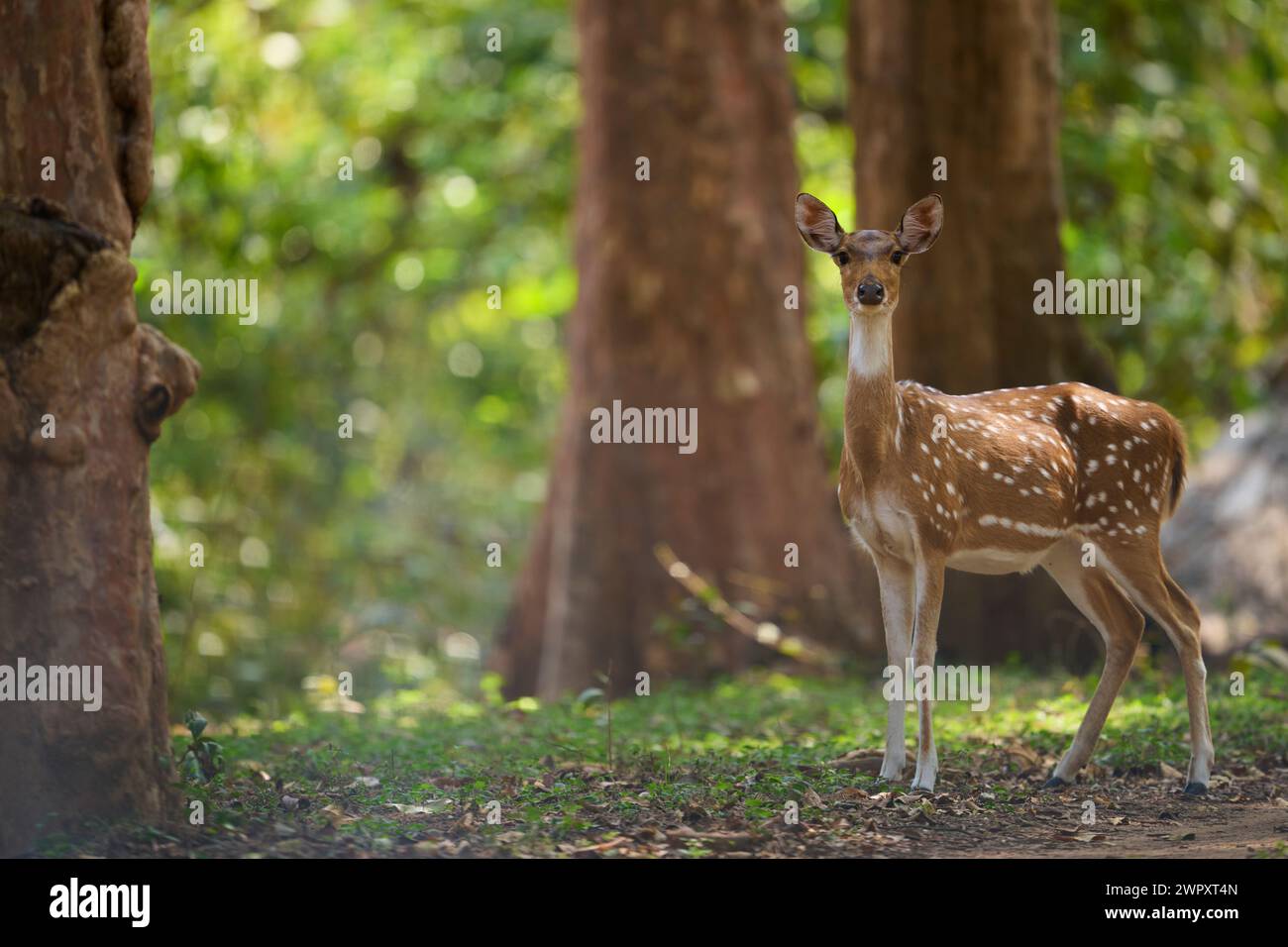 Gefleckte Hirsche in sal Forest, Indien Stockfoto