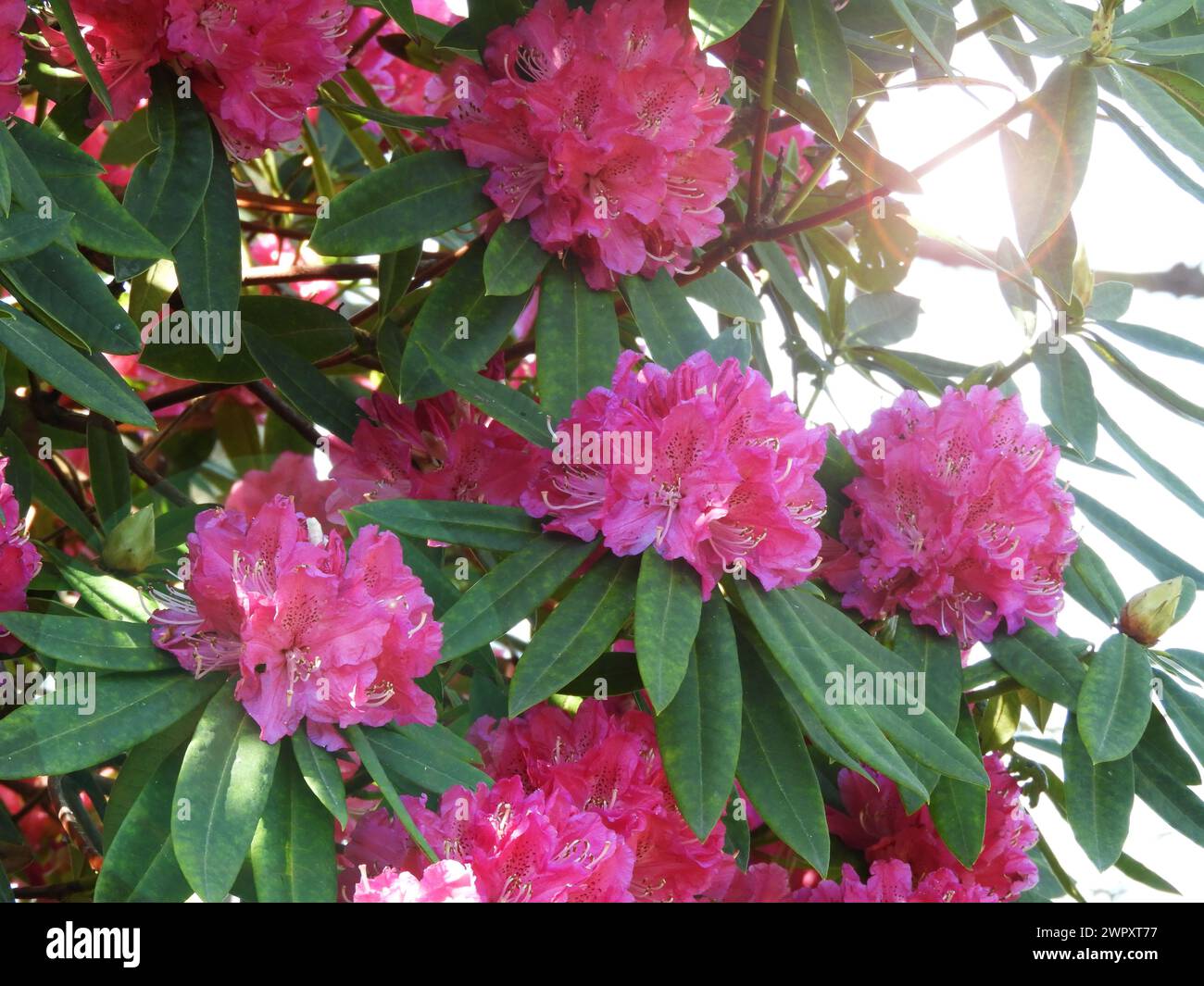 Überfluss an hellrosa Rhododendron Ponticum Blüten im sonnigen Garten. Gewöhnliche Rhododendron- oder pontische Rhododendron-blühende Pflanze in voller Blüte. Stockfoto