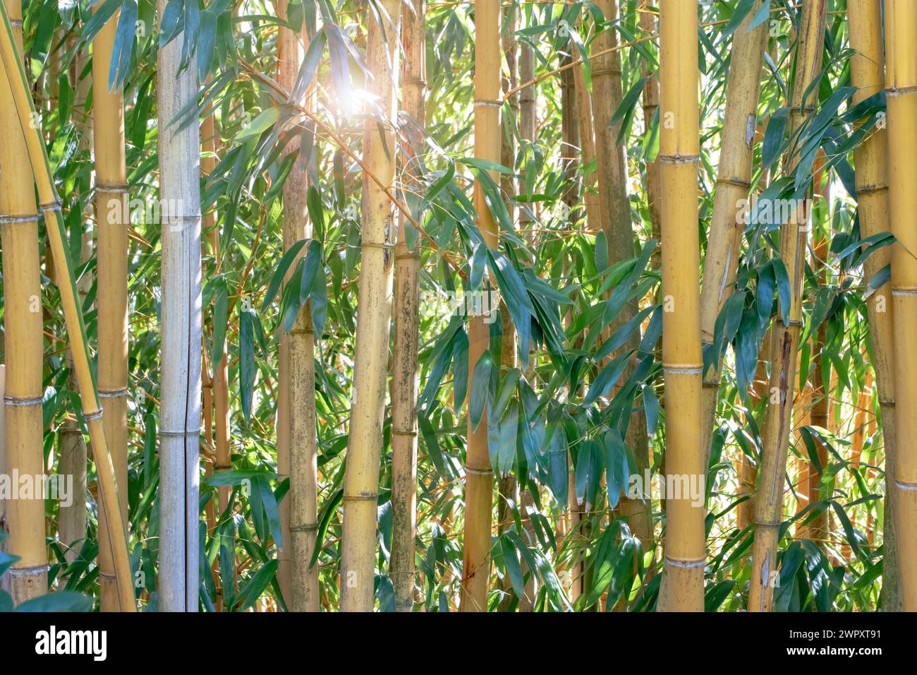 Bambusstämme und Blätter im sonnigen Wald. Bambu Pflanzen Hintergrund. Stockfoto