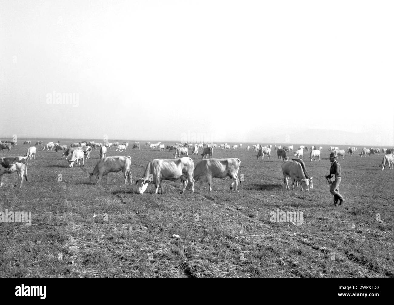 Eine staatliche landwirtschaftliche Genossenschaft (C.A.P.) im kommunistischen Rumänien in den 1970er Jahren Kühe, die auf einem Feld auf einem staatlichen Bauernhof weiden. Stockfoto