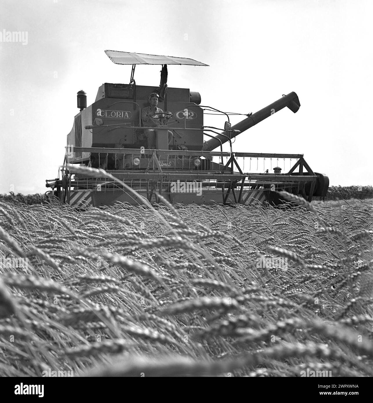 Staatliche landwirtschaftliche Genossenschaft im kommunistischen Rumänien in den 1970er Jahren Mähdrescher, der Weizen erntet. Stockfoto