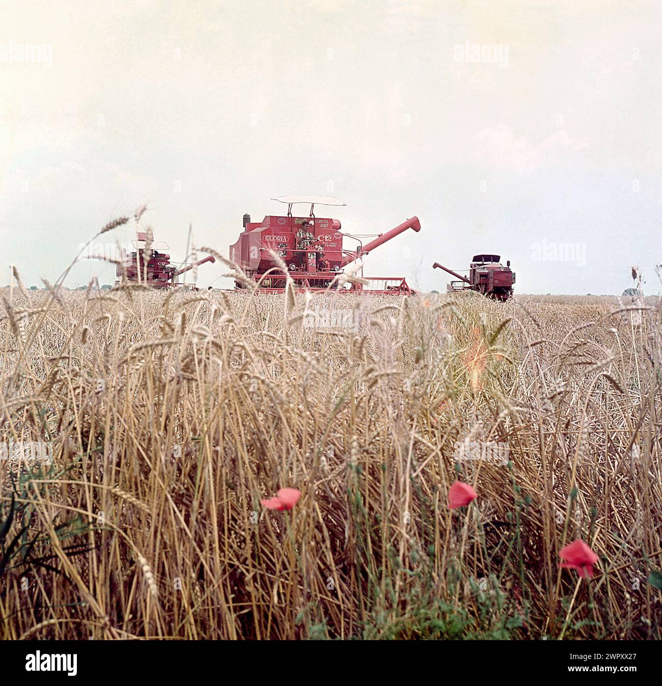 Staatliche landwirtschaftliche Genossenschaft im kommunistischen Rumänien in den 1970er Jahren Mähdrescher, die Weizen ernten. Stockfoto