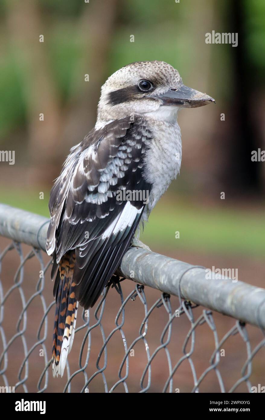 Lachender Kookaburra-Vogel, der auf einem Zaun in Australien sitzt Stockfoto