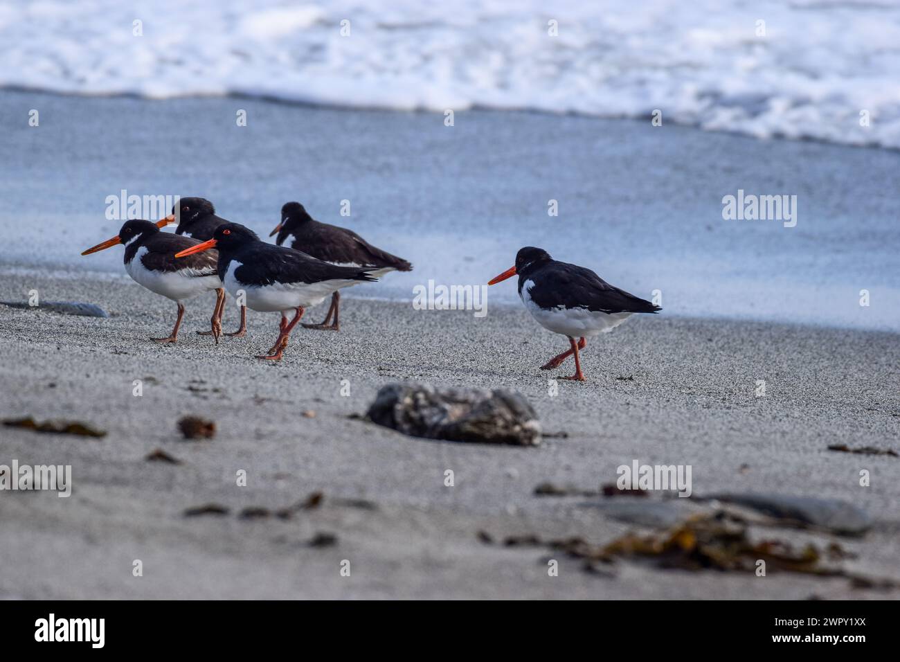 Vault Beach (Austernfänger) 070324 Stockfoto