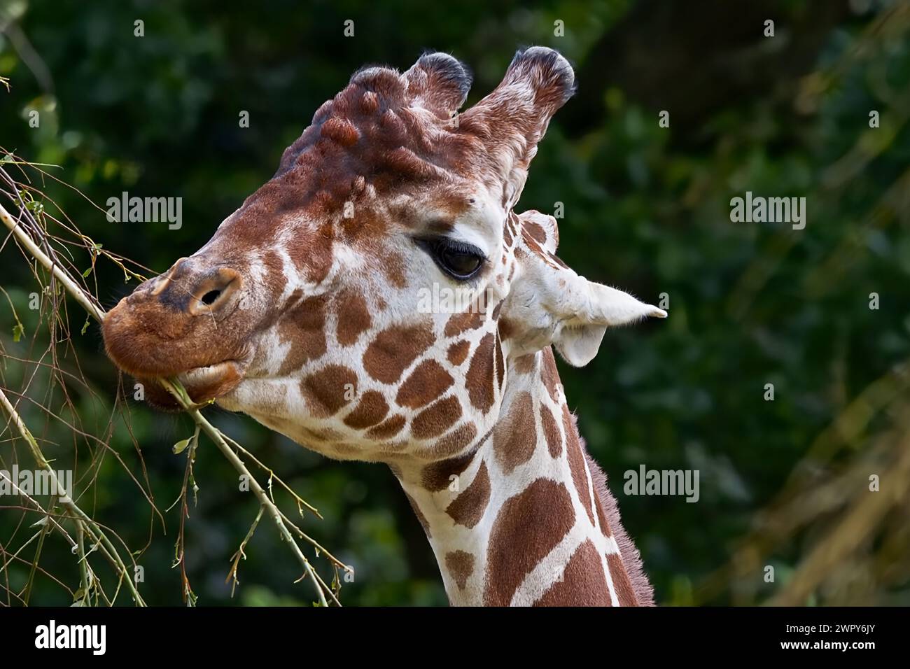 Nahaufnahme Porträt einer Giraffe, die Blätter eines Zweiges isst, das schöne gefleckte Muster auf seinem Körper ist deutlich sichtbar. Stockfoto